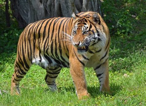 6 Rarest Tiger Species In The World Zoo Animals Tiger