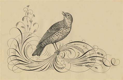 Free Antique Clip Art Calligraphy Flourishes And Bird