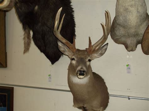 Non Typical Whitetail Mount Very Heavy Upper 140s Class Buck