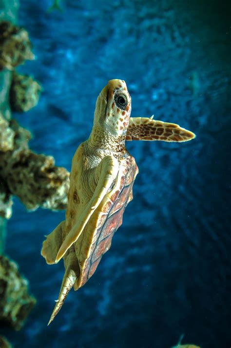Underwater Creatures Ocean Creatures Underwater World Kawaii Turtle