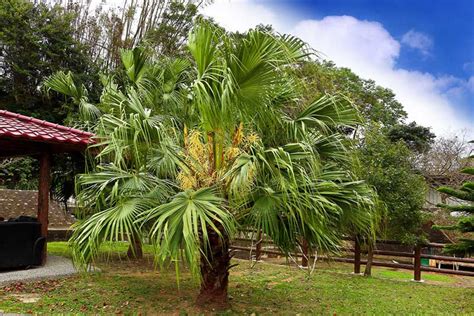 Growing Chinese Fan Palm Livistona Chinensis Garden Lovers Club
