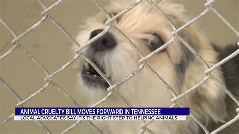 Bill Prohibiting People Convicted Of Animal Cruelty From Owning Pets