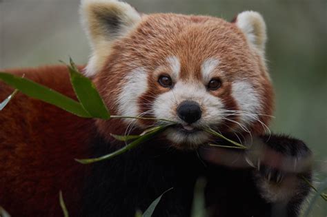 The major portion of the food eaten by the panda is not digested. ITAP of a red panda eating by pemko . . . . #photos # ...