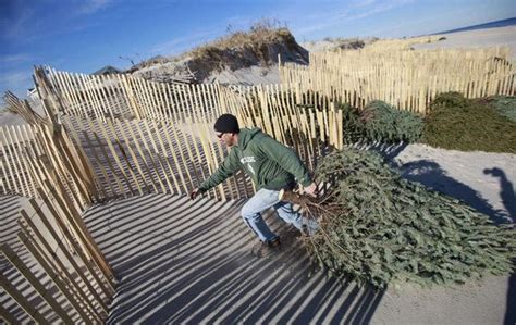 Collecting Old Christmas Trees In Nj To Help Shore Up The Dunes Old