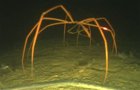 Giant Sea Spiders 3 Feet Wide