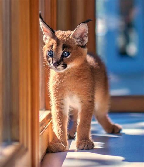 Instagram Baby Caracal Fur Baby Cat Baby Cats