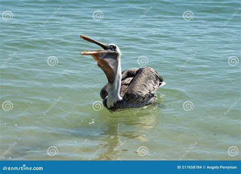 Brown Pelican Eating Fish In The Bay Stock Photo Image Of Cruz Park