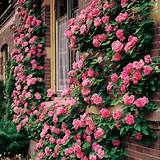 Best Fragrant Climbing Roses Images