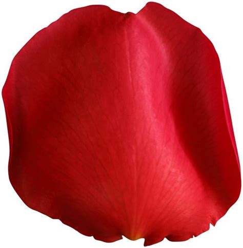 A Large Red Flower On A White Background