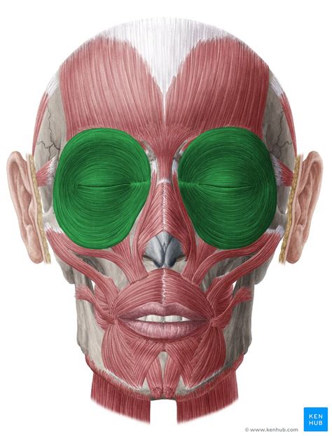 Orbicularis Oculi Origin Insertion And Action Kenhub