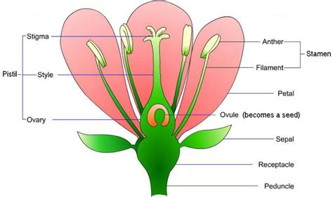 Parts Of A Flower Anatomy
