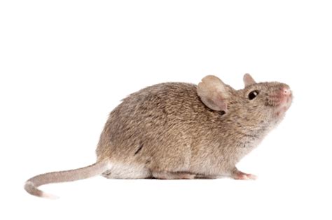 How To Tell If You Have Mice In Your House Mouse Control