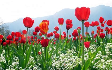 El Color De Los Tulipanes Y Su Significado Flowers Tulips Red Tulips