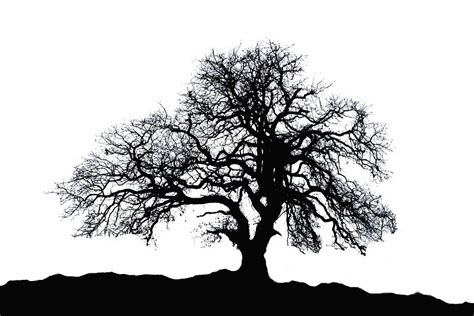Oak Tree Silhouette By Carolyn Fletcher Redbubble