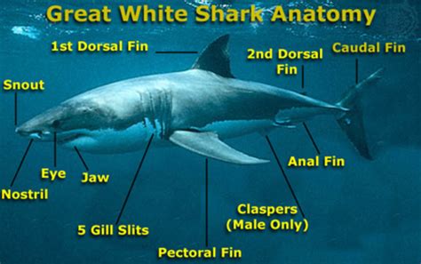 Interesting Facts About Great White Sharks For Kids Hubpages