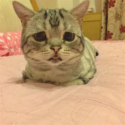 11 Derpy Cats That Love Letting Their Tongues Hang Out The Dodo