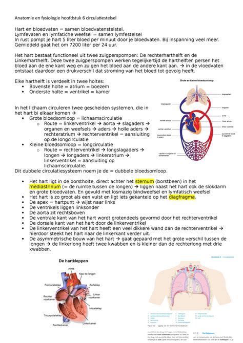 Anatomie En Fysiologie Hoofdstuk 6 Circulatiestelsel Anatomie En