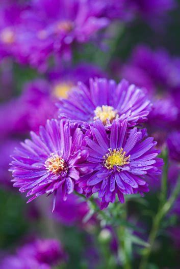 Aster Flowers Plant And Care For These Fall Blooming Perennials Garden
