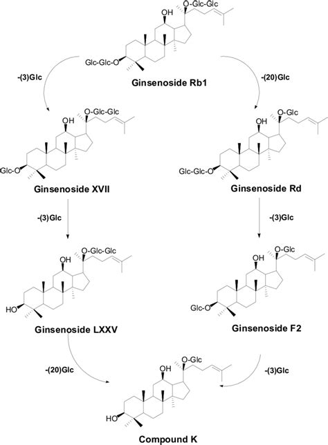 Theoretical Biotransformation Pathways For Ginsenoside Rb1 → Ck Download Scientific Diagram