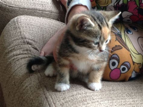 3 X Beautiful Tabby Kittens For Sale Gloucester