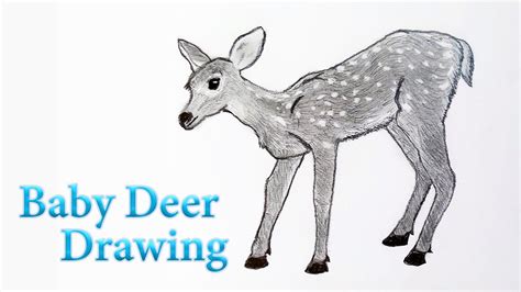 Baby Deer Drawing Fawn How To Draw A Baby Deer Youtube