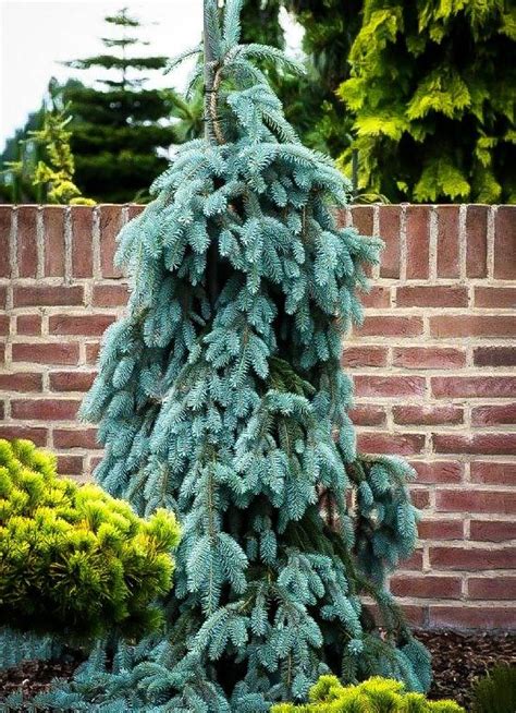 A Blue Pine Tree In Front Of A Brick Wall And Shrubbery On The Other Side