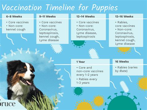 What Vaccines Do Puppies Need At 6 Weeks Old Puppy And Pets