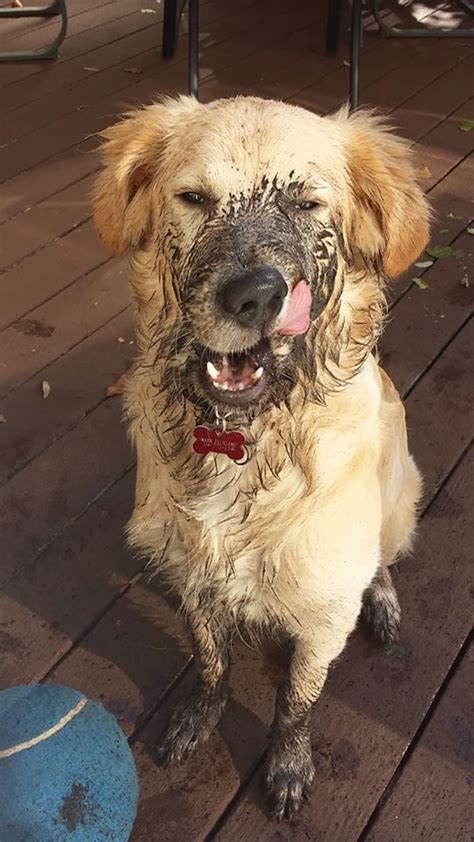 Why Do Dogs Love Playing In Mud