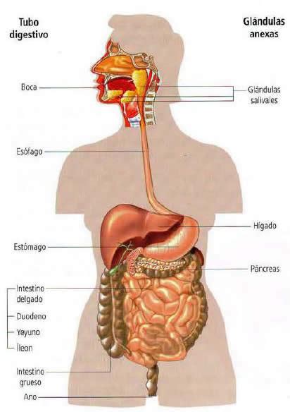 Sucio M Scara Cliente Glandulas Asociadas Al Sistema Digestivo