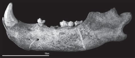 Ursus Spelaeus Left Mandible Rbins 2170 From Goyet Cave Assemblage