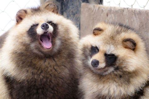 King Rat On Twitter Japanese Raccoon Dog Cute Wild Animals Cute