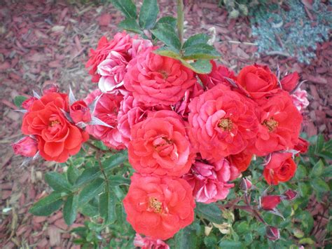 Red Miniature Roses Flowers Rose Plants