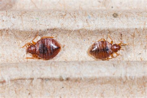 5 Common Signs You Have Bed Bugs In Your Home Rugs N Rats