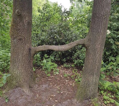 Trees Sucking Each Other Rtreessuckingonthings