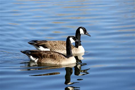 Canadian Geese In Blue Water Picture Free Photograph Photos Public