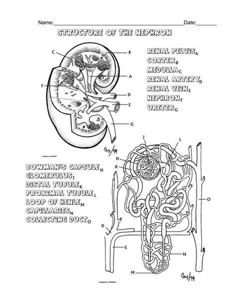 Urinary System Coloring Pages Coloring Home