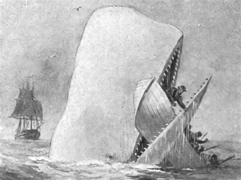 Moby Dick Book Whale A Pedia Wiki Fandom