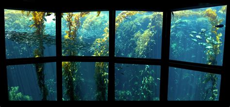 The Kelp Forest Monterey Bay Aquarium Kelp Forest Forest