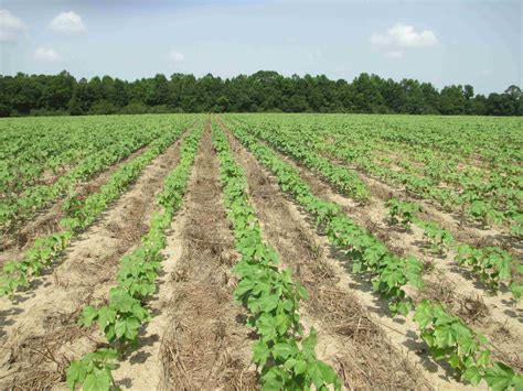 Fertilizing Late Planted Cotton Panhandle Agriculture