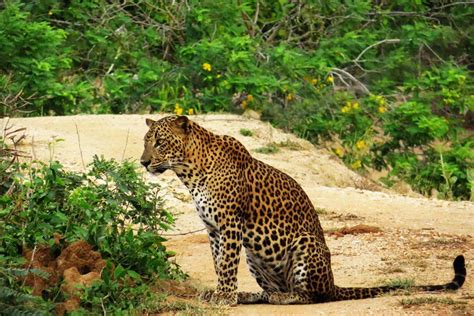 Kumana National Park Bird Watching Tours Eco Team Sri Lanka