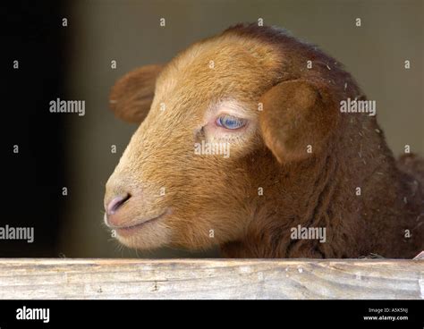 Young Coburg Sheep Ovis Gmelini Aries Stock Photo Alamy