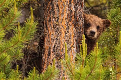 Grizzly Bear Cub Up A Tree Yukon Photograph By Robert Postma