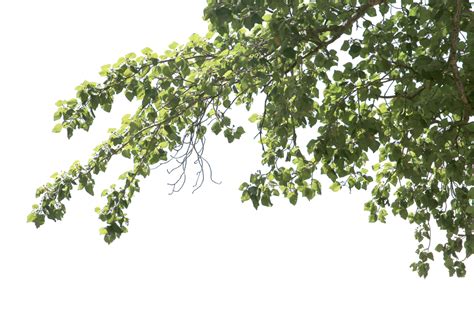 Big Tree And Branches Of Tree On Transparent Background Png File