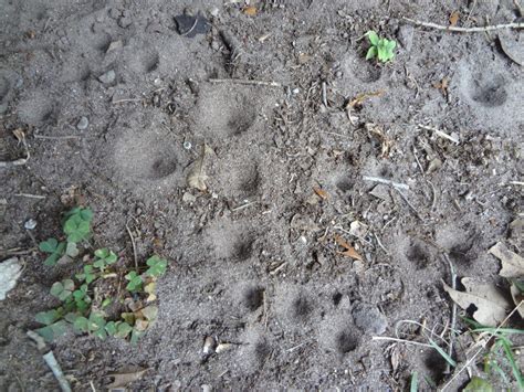 Whos Digging Those Holes In My Yard Clearwater Fl Patch