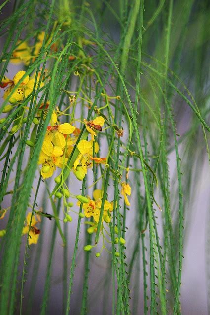 Parkinsonia Aculeata Jerusalem Thorn Nasionatropikalnepl