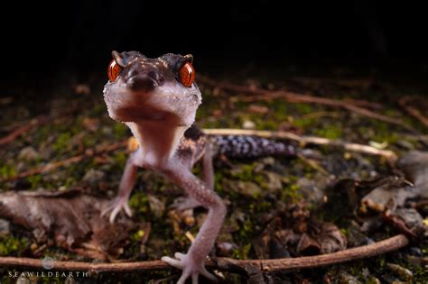 Wide Angle Macro Photography in the Jungles of Okinawa.
