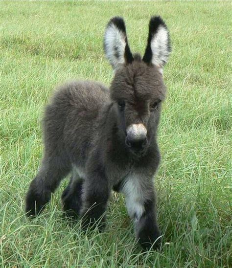 Tenerissimo Cucciolo Di Asinello Baby Donkey Cute Donkey Mini Donkey