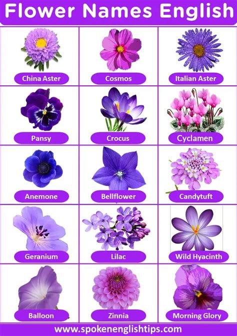 List Of Flower Names With Pictures Flowers Name Pretty Flower Names