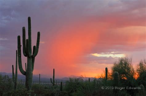 Sunset Saguaro Scene