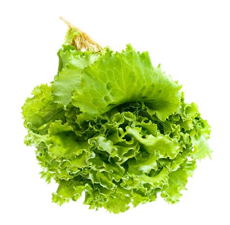 Salad Leaf Png Image Salad Leaves Lettuce Radish Greens